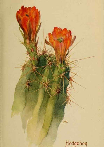 Reproducción/Reproduction 32977537598: Field book of western wild flowers /. New York :Putnam,1915.. 