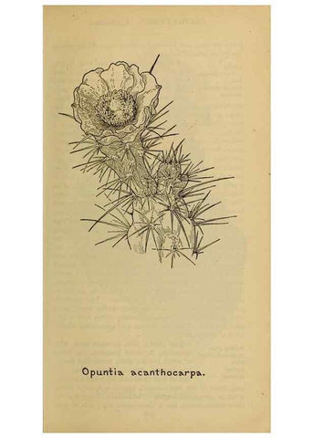 Reproducción/Reproduction 46127893094: Field book of western wild flowers /. New York :Putnam,1915.. 
