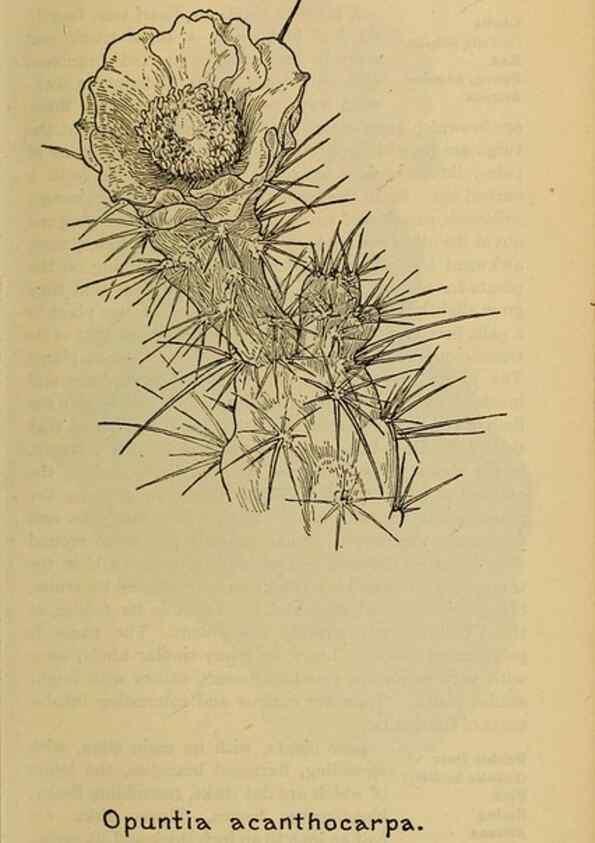Reproducción/Reproduction 46127893094: Field book of western wild flowers /. New York :Putnam,1915.. 