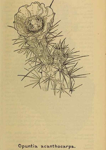 Reproducción/Reproduction 46127893094: Field book of western wild flowers /. New York :Putnam,1915.. 