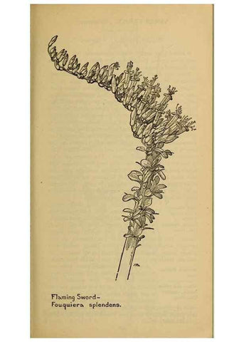 Reproducción/Reproduction 46127888394: Field book of western wild flowers /. New York :Putnam,1915.. 