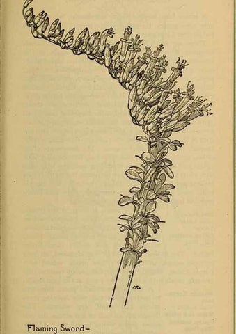 Reproducción/Reproduction 46127888394: Field book of western wild flowers /. New York :Putnam,1915.. 