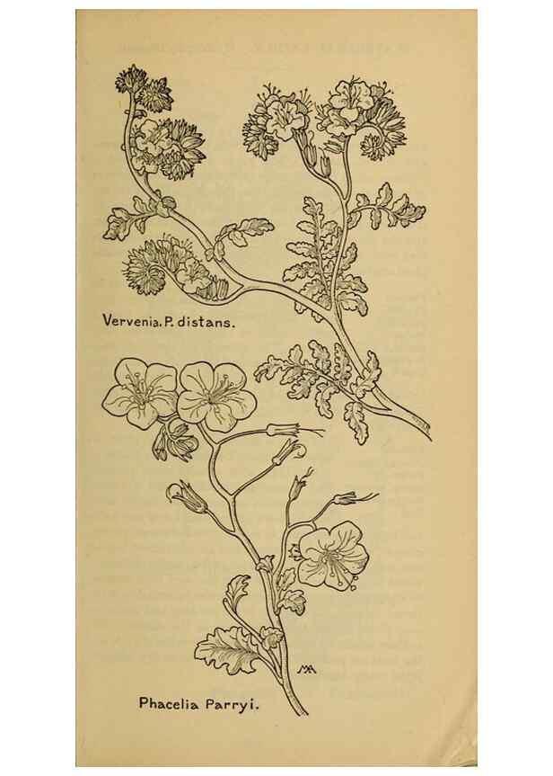 Reproducción/Reproduction 46853142051: Field book of western wild flowers /. New York :Putnam,1915.. 