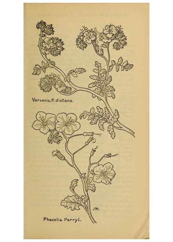 Reproducción/Reproduction 46853142051: Field book of western wild flowers /. New York :Putnam,1915.. 