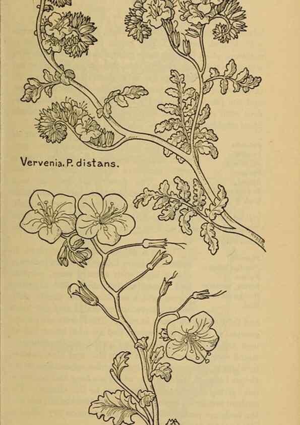 Reproducción/Reproduction 46853142051: Field book of western wild flowers /. New York :Putnam,1915.. 