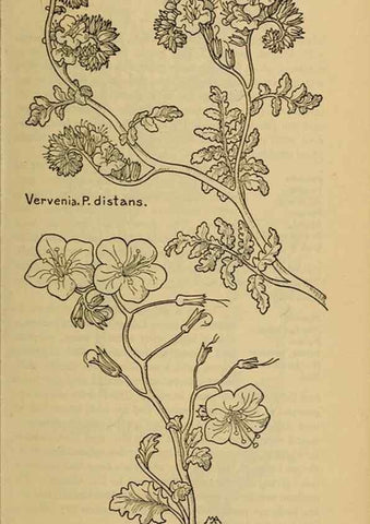Reproducción/Reproduction 46853142051: Field book of western wild flowers /. New York :Putnam,1915.. 