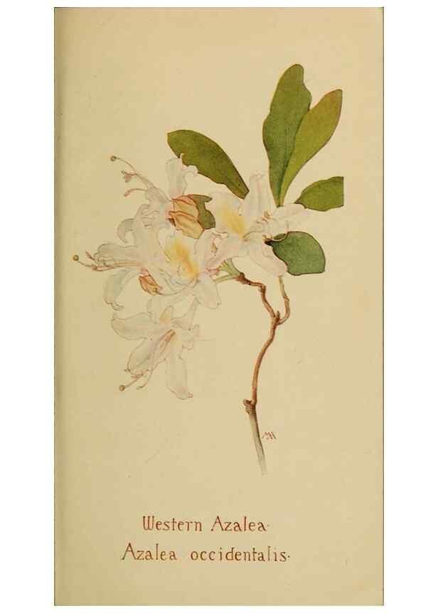 Reproducción/Reproduction 31911659907: Field book of western wild flowers /. New York :Putnam,1915.. 