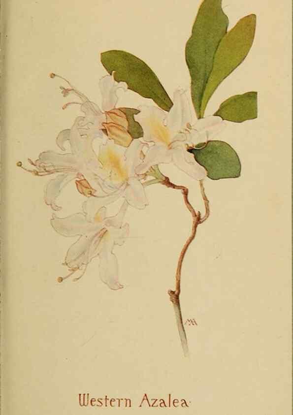 Reproducción/Reproduction 31911659907: Field book of western wild flowers /. New York :Putnam,1915.. 
