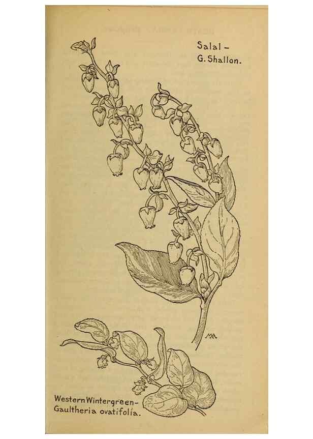 Reproducción/Reproduction 46853073511: Field book of western wild flowers /. New York :Putnam,1915.. 