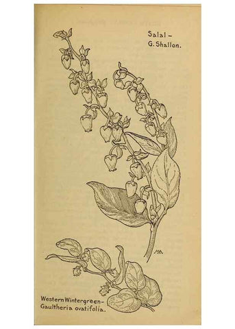Reproducción/Reproduction 46853073511: Field book of western wild flowers /. New York :Putnam,1915.. 