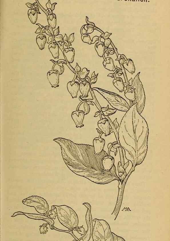 Reproducción/Reproduction 46853073511: Field book of western wild flowers /. New York :Putnam,1915.. 