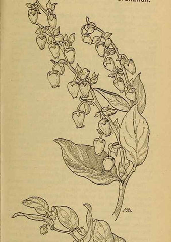 Reproducción/Reproduction 46853073511: Field book of western wild flowers /. New York :Putnam,1915.. 