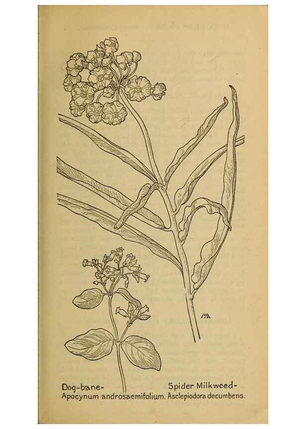 Reproducción/Reproduction 45938505495: Field book of western wild flowers /. New York :Putnam,1915.. 