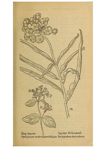 Reproducción/Reproduction 45938505495: Field book of western wild flowers /. New York :Putnam,1915.. 