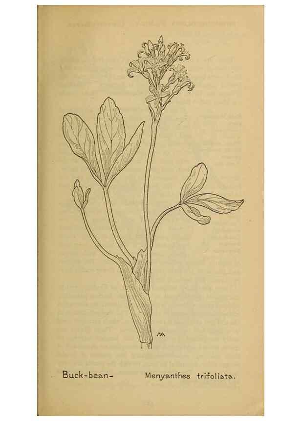 Reproducción/Reproduction 46853091081: Field book of western wild flowers /. New York :Putnam,1915.. 