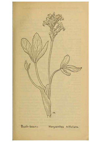Reproducción/Reproduction 46853091081: Field book of western wild flowers /. New York :Putnam,1915.. 