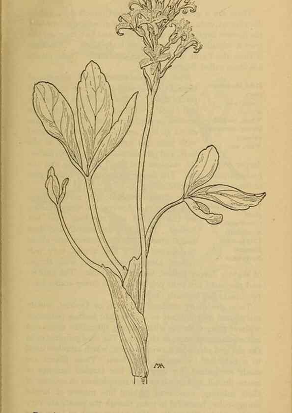 Reproducción/Reproduction 46853091081: Field book of western wild flowers /. New York :Putnam,1915.. 