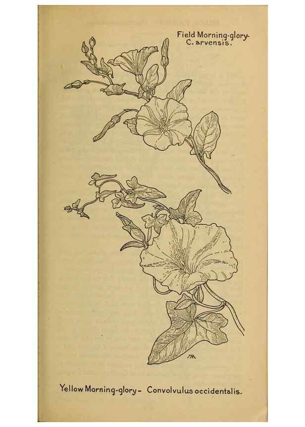 Reproducción/Reproduction 46853091801: Field book of western wild flowers /. New York :Putnam,1915.. 