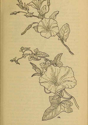 Reproducción/Reproduction 46853091801: Field book of western wild flowers /. New York :Putnam,1915.. 