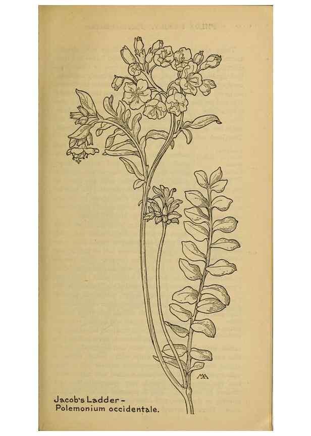 Reproducción/Reproduction 46853092581: Field book of western wild flowers /. New York :Putnam,1915.. 