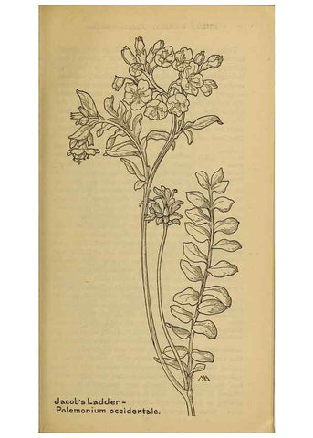 Reproducción/Reproduction 46853092581: Field book of western wild flowers /. New York :Putnam,1915.. 