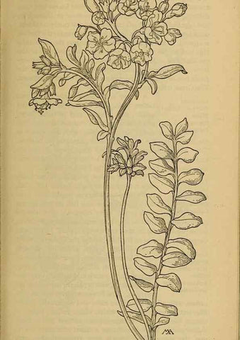 Reproducción/Reproduction 46853092581: Field book of western wild flowers /. New York :Putnam,1915.. 