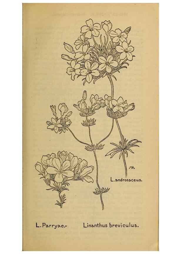 Reproducción/Reproduction 45938509155: Field book of western wild flowers /. New York :Putnam,1915.. 