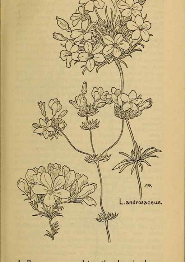 Reproducción/Reproduction 45938509155: Field book of western wild flowers /. New York :Putnam,1915.. 