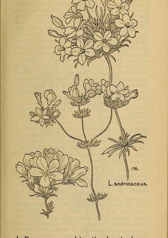 Reproducción/Reproduction 45938509155: Field book of western wild flowers /. New York :Putnam,1915.. 