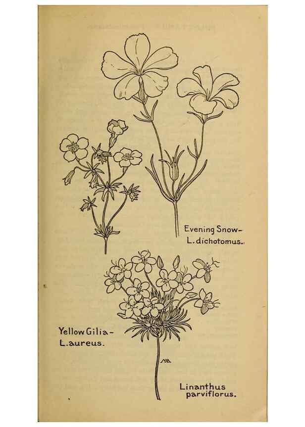 Reproducción/Reproduction 39888223573: Field book of western wild flowers /. New York :Putnam,1915.. 