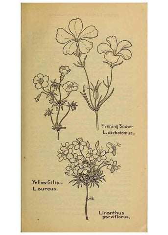 Reproducción/Reproduction 39888223573: Field book of western wild flowers /. New York :Putnam,1915.. 