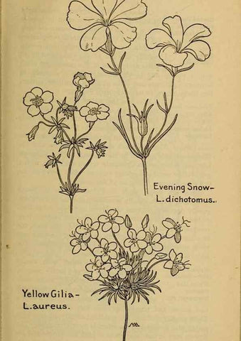 Reproducción/Reproduction 39888223573: Field book of western wild flowers /. New York :Putnam,1915.. 