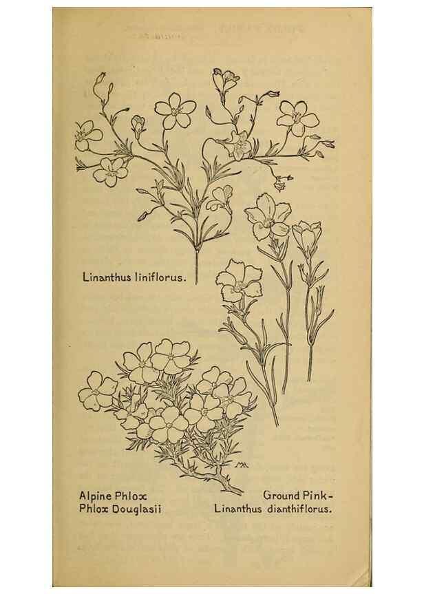 Reproducción/Reproduction 39888224433: Field book of western wild flowers /. New York :Putnam,1915.. 