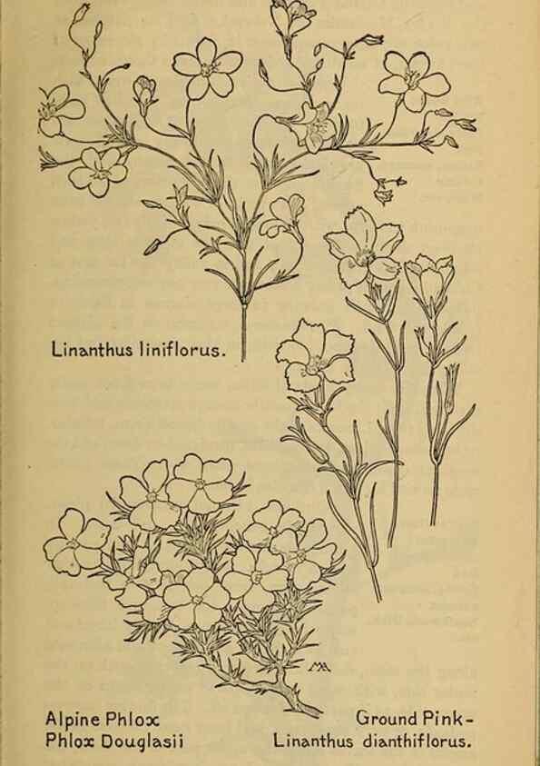 Reproducción/Reproduction 39888224433: Field book of western wild flowers /. New York :Putnam,1915.. 