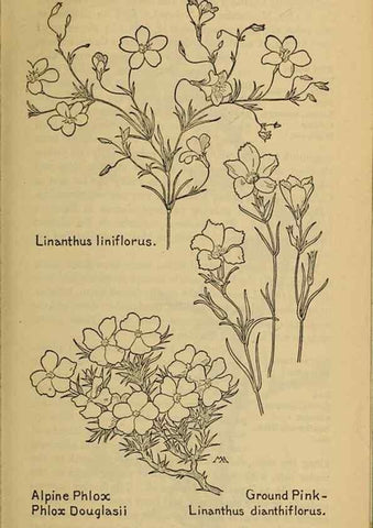 Reproducción/Reproduction 39888224433: Field book of western wild flowers /. New York :Putnam,1915.. 