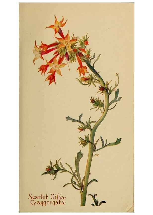 Reproducción/Reproduction 45938514275: Field book of western wild flowers /. New York :Putnam,1915.. 