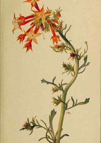 Reproducción/Reproduction 45938514275: Field book of western wild flowers /. New York :Putnam,1915.. 