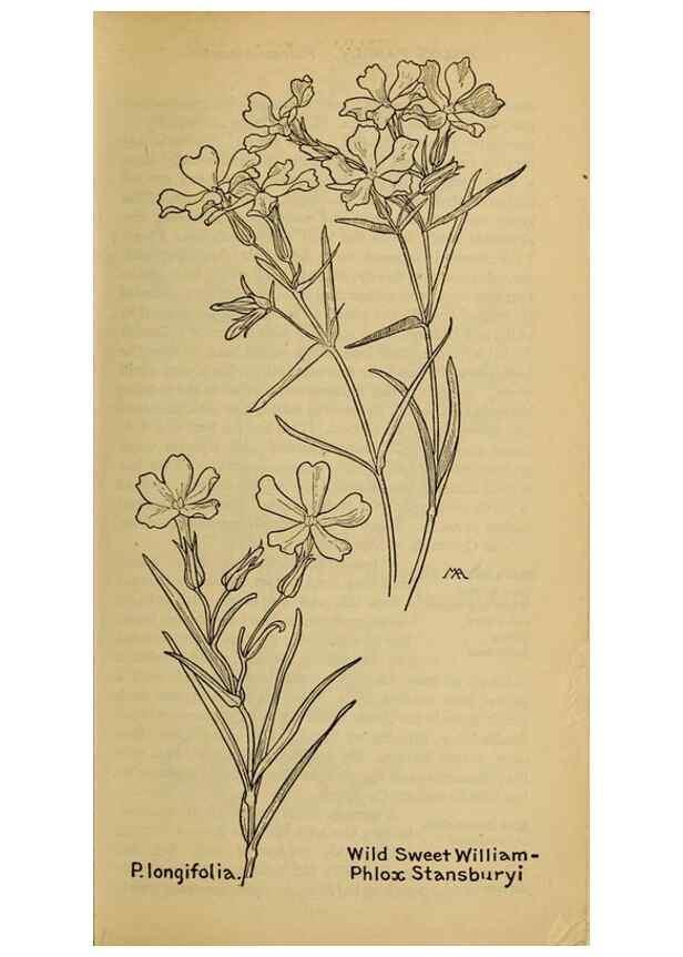 Reproducción/Reproduction 32977737848: Field book of western wild flowers /. New York :Putnam,1915.. 