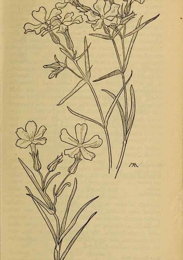 Reproducción/Reproduction 32977737848: Field book of western wild flowers /. New York :Putnam,1915.. 