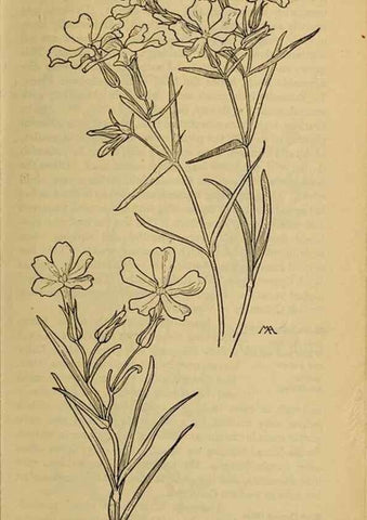Reproducción/Reproduction 32977737848: Field book of western wild flowers /. New York :Putnam,1915.. 