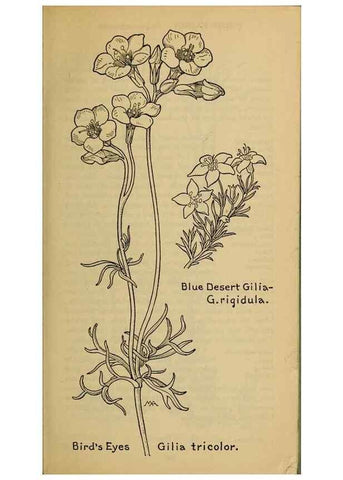 Reproducción/Reproduction 45938538955: Field book of western wild flowers /. New York :Putnam,1915.. 