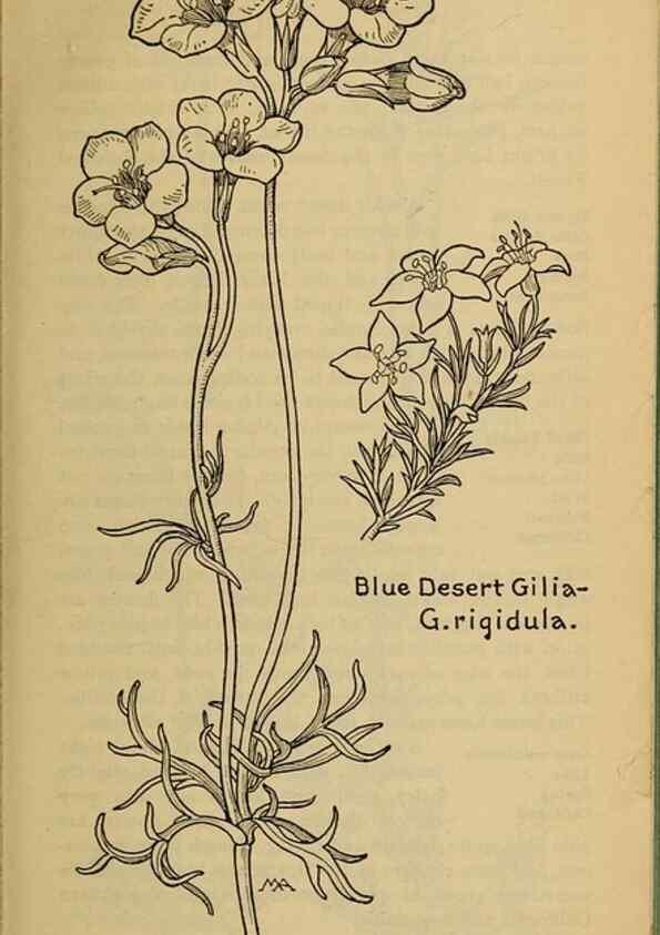 Reproducción/Reproduction 45938538955: Field book of western wild flowers /. New York :Putnam,1915.. 