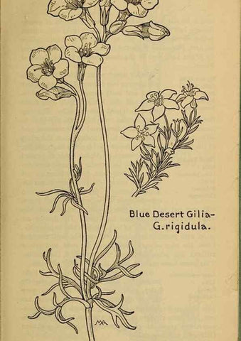 Reproducción/Reproduction 45938538955: Field book of western wild flowers /. New York :Putnam,1915.. 