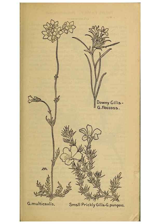 Reproducción/Reproduction 39888253443: Field book of western wild flowers /. New York :Putnam,1915.. 
