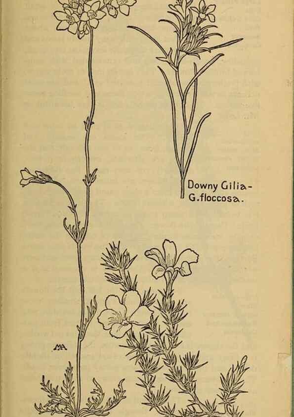Reproducción/Reproduction 39888253443: Field book of western wild flowers /. New York :Putnam,1915.. 
