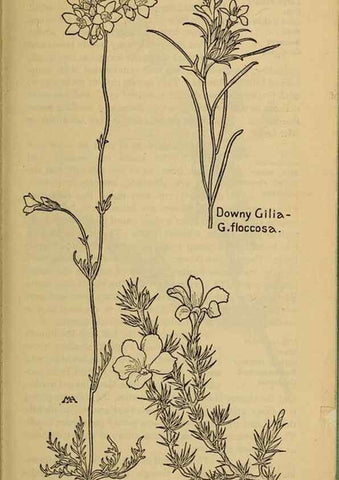 Reproducción/Reproduction 39888253443: Field book of western wild flowers /. New York :Putnam,1915.. 