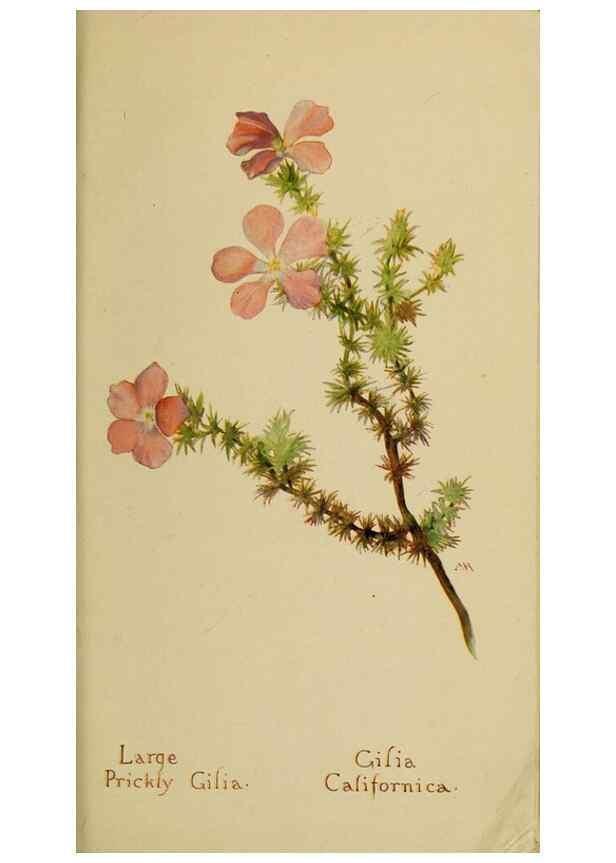 Reproducción/Reproduction 46128065934: Field book of western wild flowers /. New York :Putnam,1915.. 