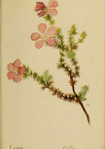 Reproducción/Reproduction 46128065934: Field book of western wild flowers /. New York :Putnam,1915.. 