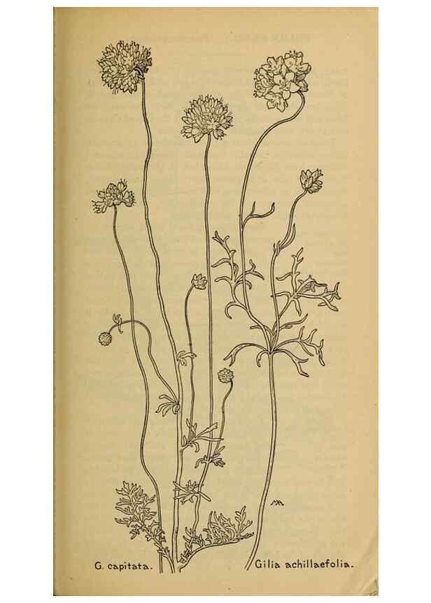 Reproducción/Reproduction 39888254343: Field book of western wild flowers /. New York :Putnam,1915.. 