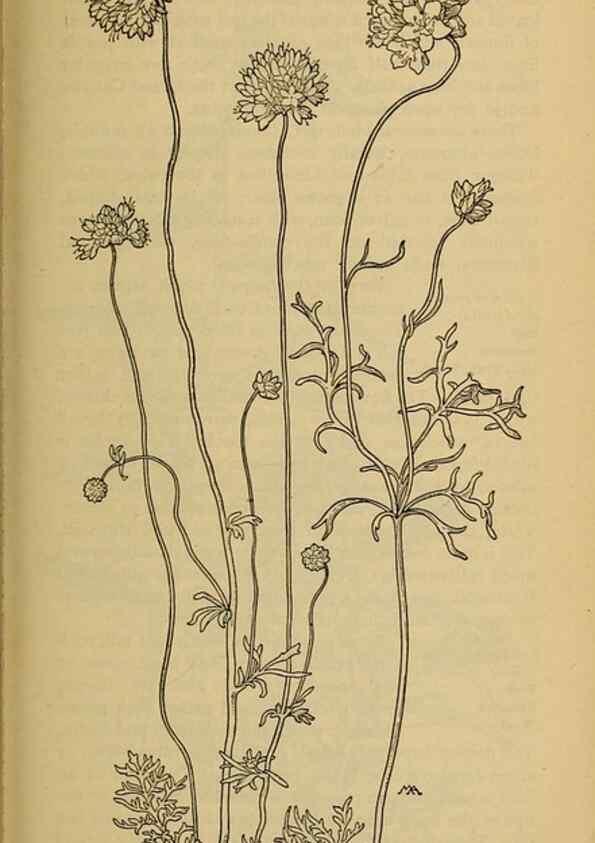 Reproducción/Reproduction 39888254343: Field book of western wild flowers /. New York :Putnam,1915.. 